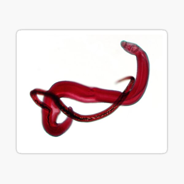 Schistosoma mansoni couple Sticker