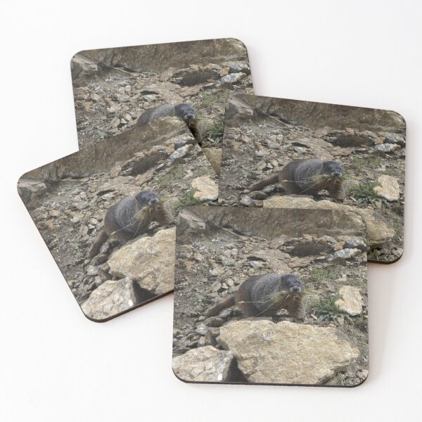 Item preview, Rocky Mountain Marmot Eating designed and sold by Stratus13.