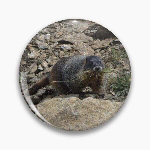 Item preview, Rocky Mountain Marmot Eating designed and sold by Stratus13.