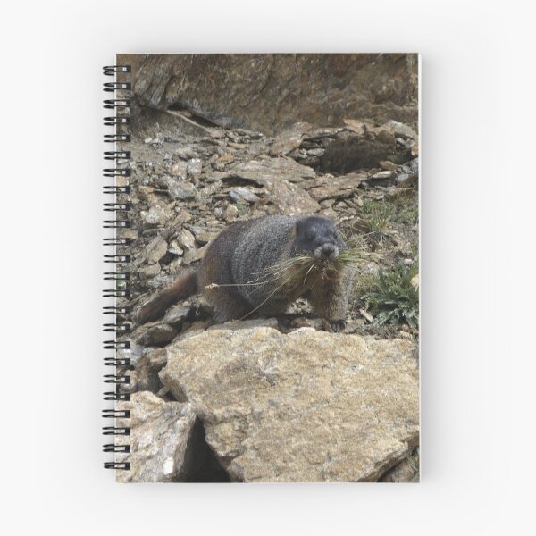 Item preview, Rocky Mountain Marmot Eating designed and sold by Stratus13.