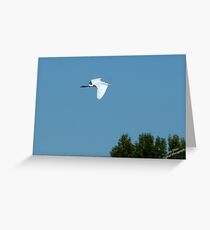 Great white herring Greeting Card