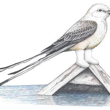 Artwork thumbnail, Scissor tail flycatcher in shrimper boots by JimsBirds