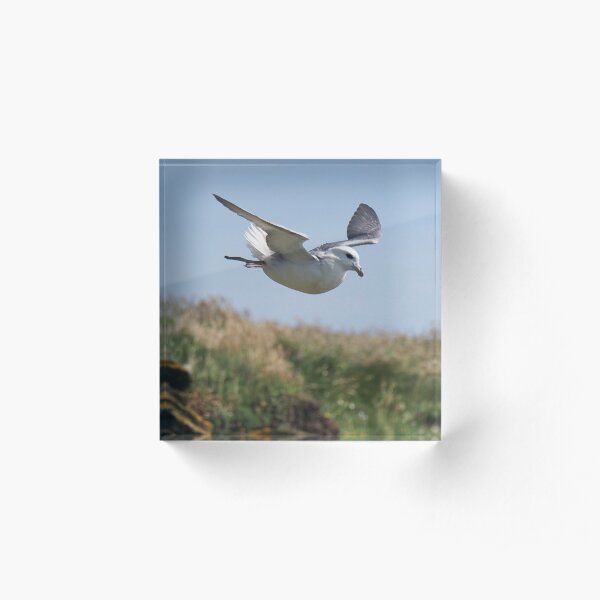 Bird in flight Acrylic Block