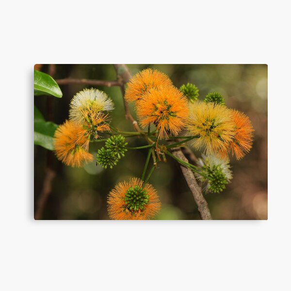 Item preview, Pararchidendron pruinosum designed and sold by andrachne.