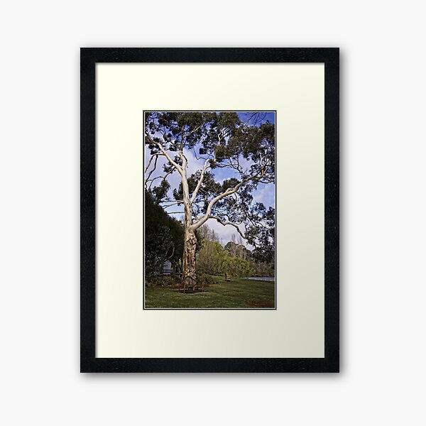 Item preview, Tree at Lake Burley Griffin designed and sold by Wolf Sverak Photography.