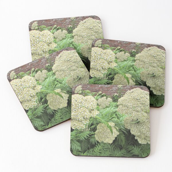 Item preview, Achillea chrysocoma 'Grandiflora' - Classic looking flower designed and sold by GoNatureDesigns.