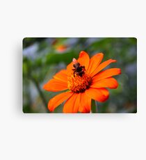 Nectar Canvas Print