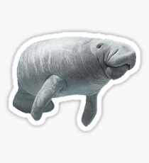 Manatee Sticker
