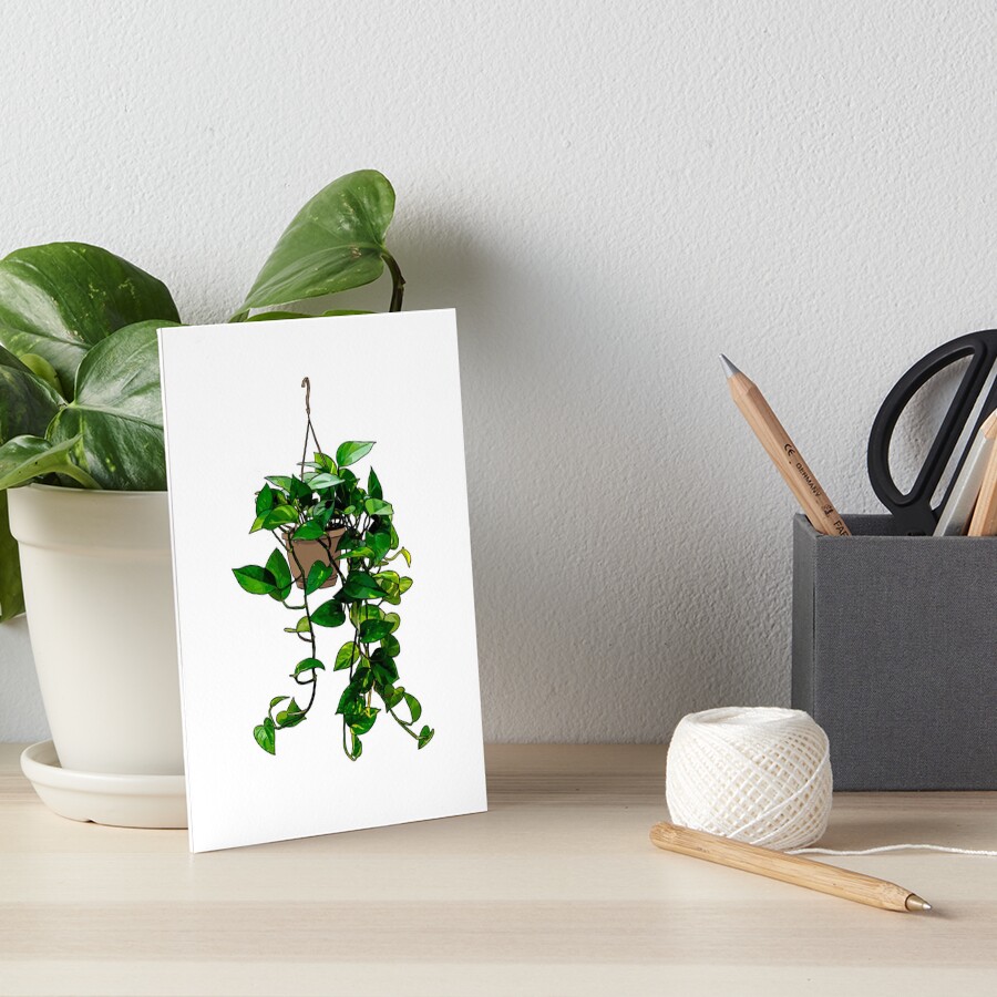 Hanging Pothos Plant Art Board Print For Sale By Barkmae Redbubble 3048