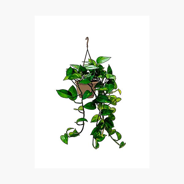 Item preview, Hanging Pothos Plant designed and sold by Barkmae.