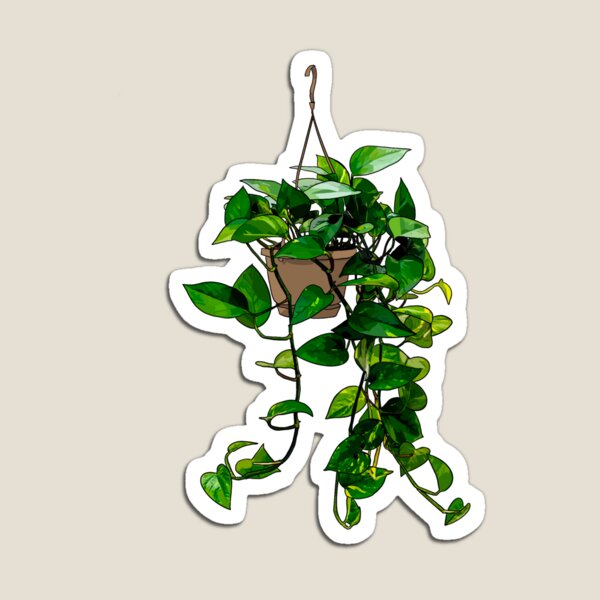 Item preview, Hanging Pothos Plant designed and sold by Barkmae.