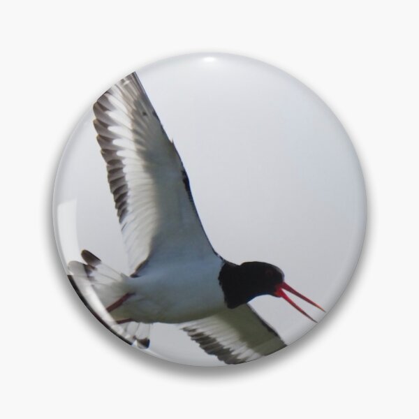 Item preview, Oystercatcher in flight at Cantick Head Lighthouse on the Orkney island of Hoy in Scotland  designed and sold by Alan Mackinnon.