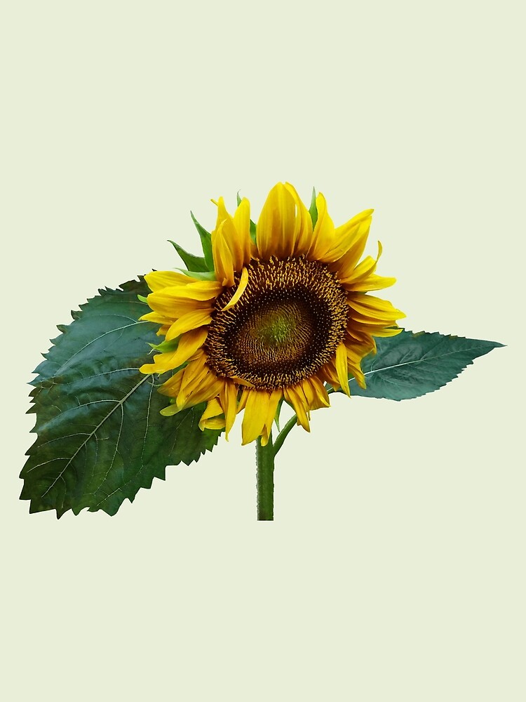 Pañuelo «Girasol mirando hacia abajo» de SudaP0408 | Redbubble