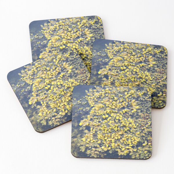 Item preview, Seaweed on the Orkney island of Hoy  designed and sold by Alan Mackinnon.