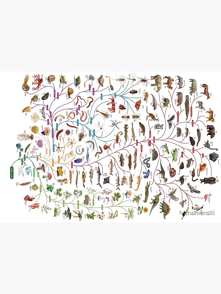 Tree of Animal Life - Evolution is change in the heritable characteristics of biological populations over successive generations by znamenski