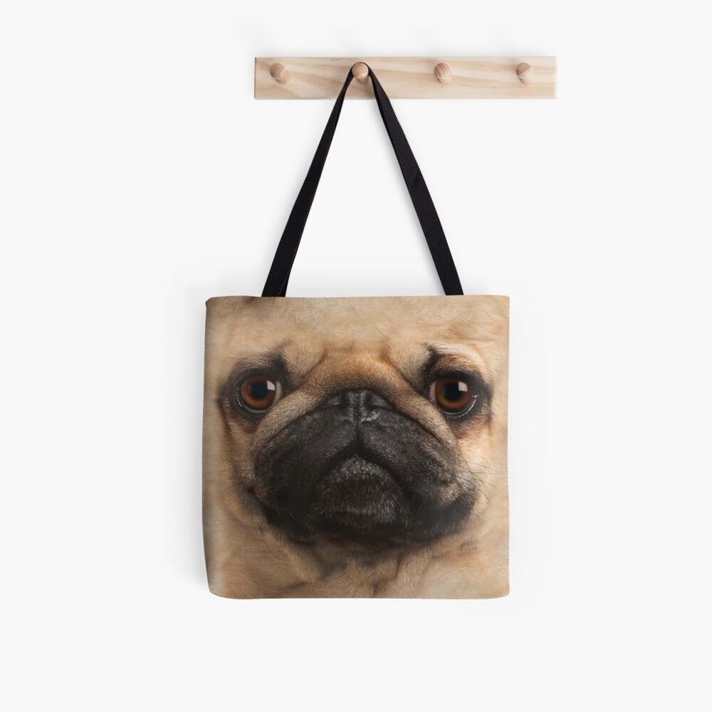 pug in bag