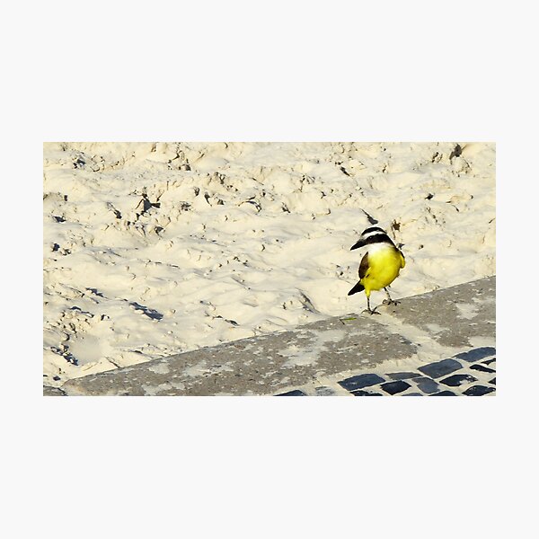 Pitangus sulphuratus - Great kiskadee Photographic Print