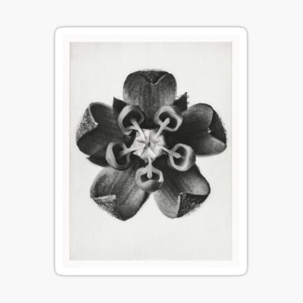 Item preview, milkweed. designed and sold by dusie.