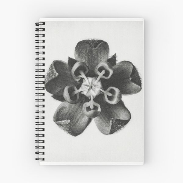 Item preview, algodoncillo. designed and sold by dusie.