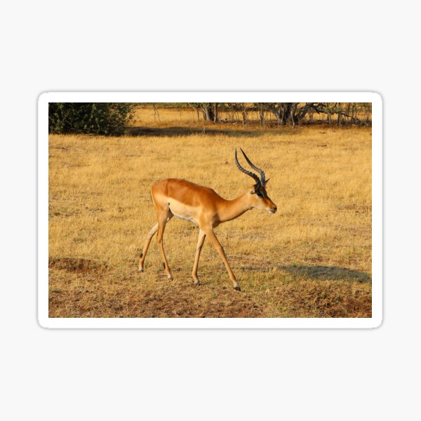 Vista previa del artículo con la obra «Impala, Chobe, Botswana, África», diseñado y vendido por FranWest.