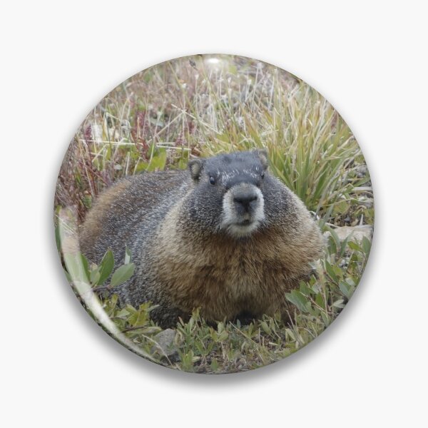Item preview, Rocky Mountain NP Marmot designed and sold by Stratus13.