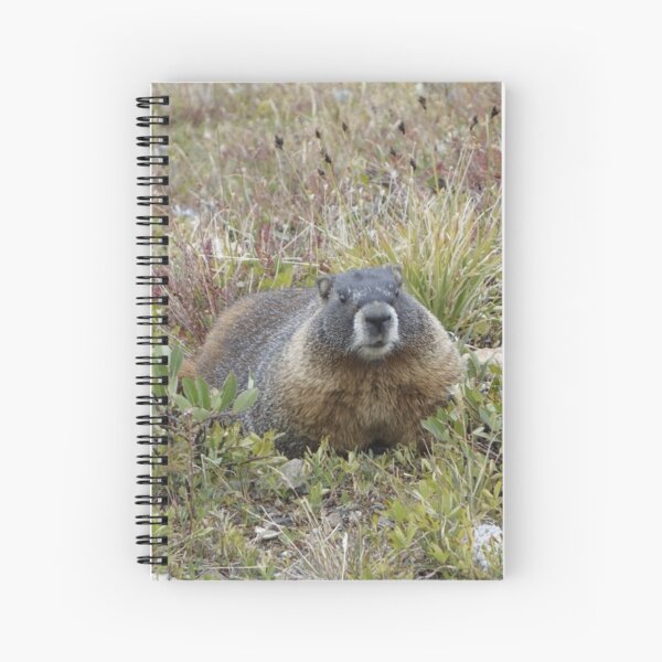 Rocky Mountain NP Marmot Spiral Notebook