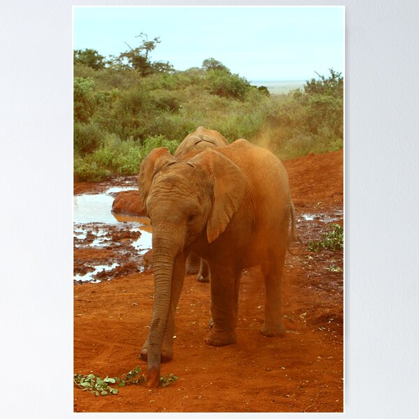 Item preview, Baby Elephant Kicking Up Dust designed and sold by Carole-Anne.