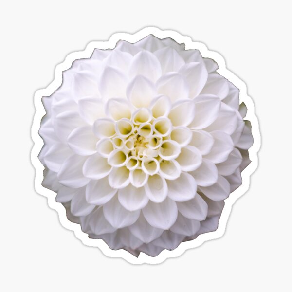 Bunches - Sticker — Dahlia Press