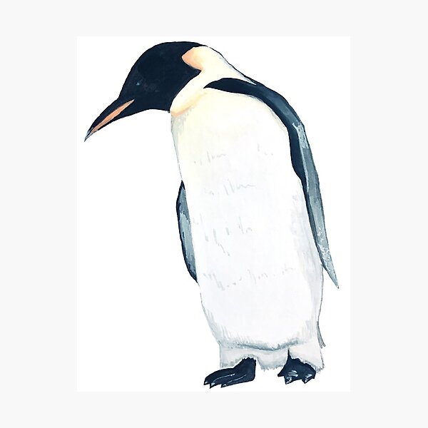 Cartoon Penguin Wall Art Redbubble - a savage penguin roblox