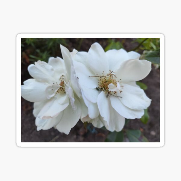 Jumelle Gifts Merchandise Redbubble