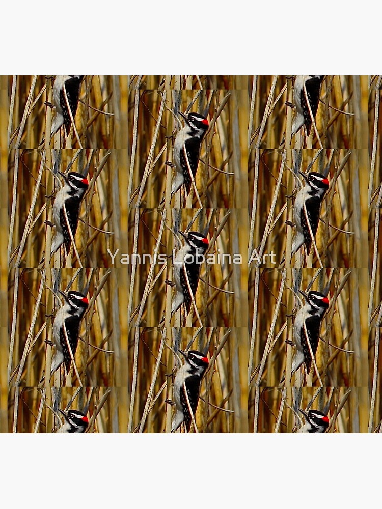 Red-headed woodpecker by Yannis Lobaina by lobaina1979