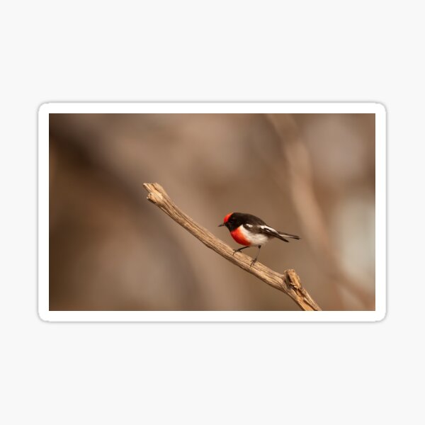 Red-capped Robin Sticker