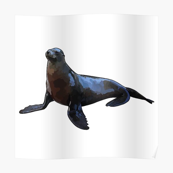 How to Draw a Steller Sea Lion