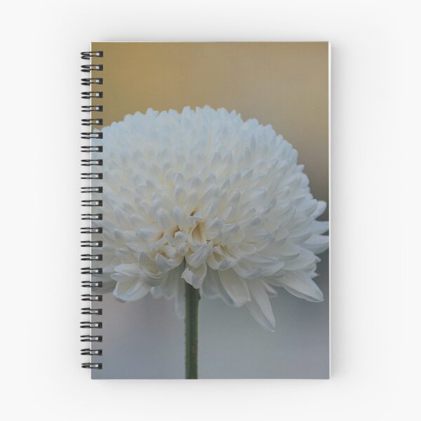 Item preview, White Chrysanthemum designed and sold by Lozzar Flowers & Art.