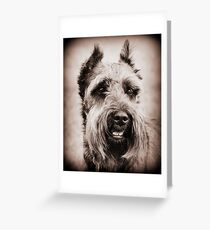 Miniature Schnauzer Greeting Card