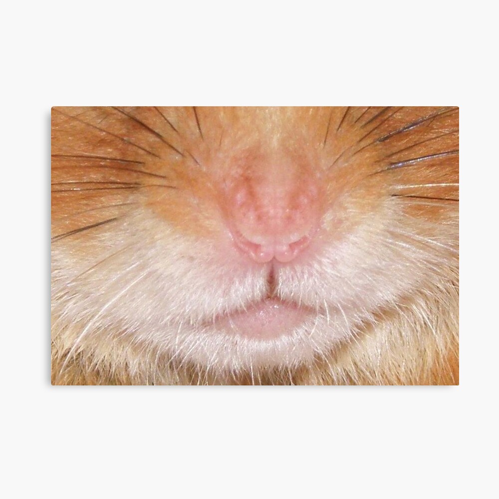 hamster mouth