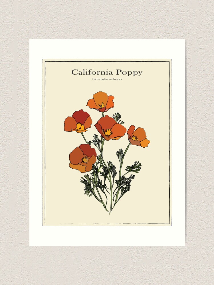 "California Poppy Vintage Botanical Poster" Art Print by cocotoe