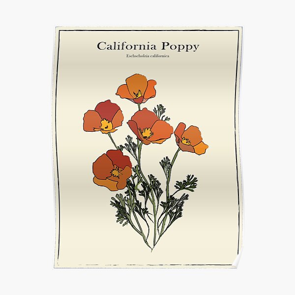 California Poppy Vintage Botanical Poster Poster