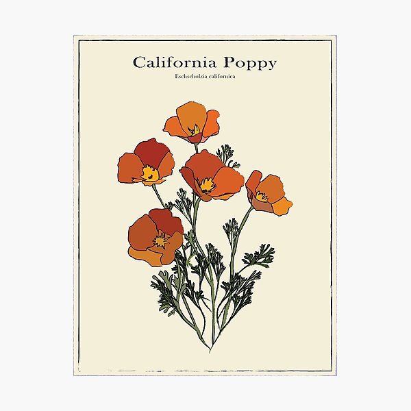 California Poppy Vintage Botanical Poster Photographic Print