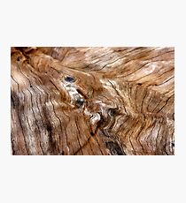 bois liquide Photographic Print