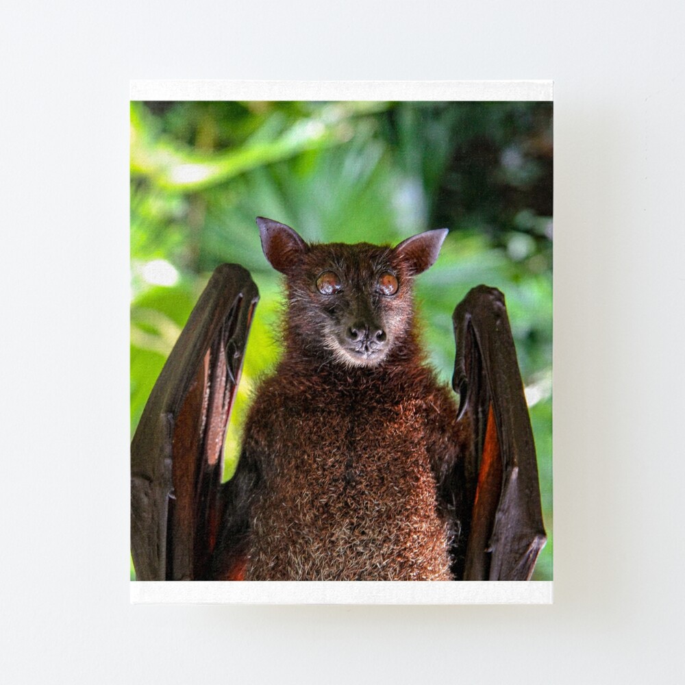 Batzilla Tucked Wing Fluffy Endangered Rescue Bat Art Board Print By Aghabipod Redbubble