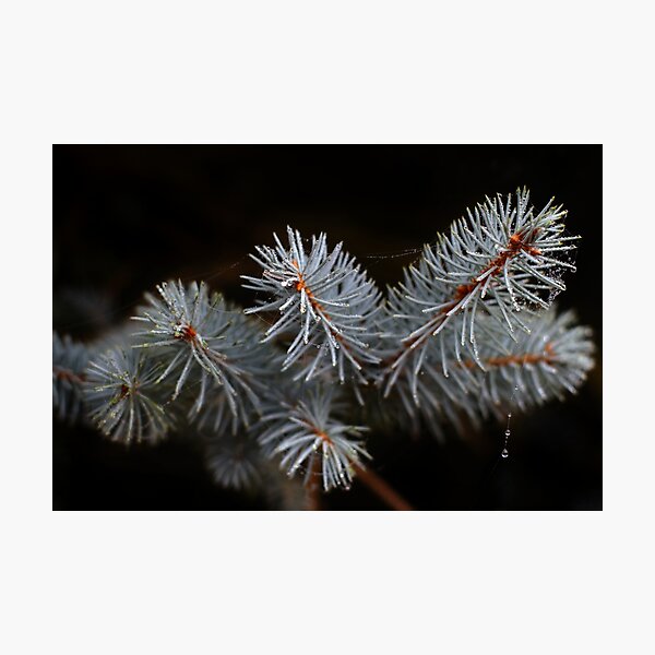Item preview, Blue Pine designed and sold by Samantha Higgs.