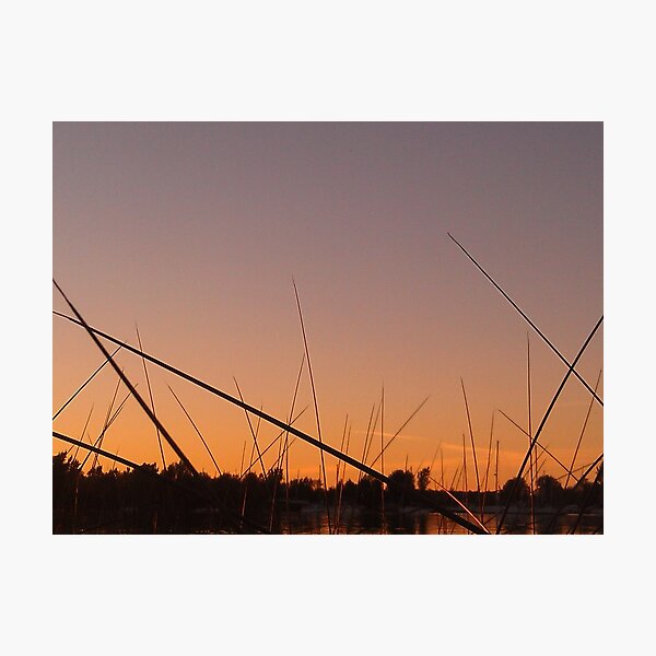 Item preview, Lake Champlain - reeds II - 9.17.2013 designed and sold by Nadia Korths.