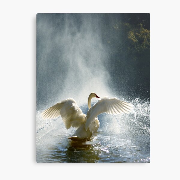 Water Mist Bathing Metal Print