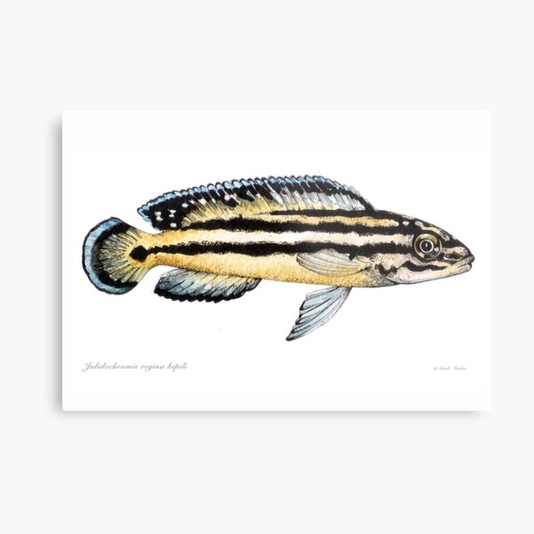 Item preview, Julidochromis regani cichlid designed and sold by sarahmarkes.