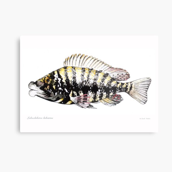 Item preview, Lobochilotes labiatus cichlid designed and sold by sarahmarkes.
