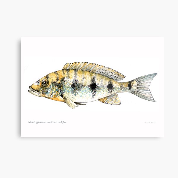 Item preview, Boulengerochromis microlepis cichlid designed and sold by sarahmarkes.