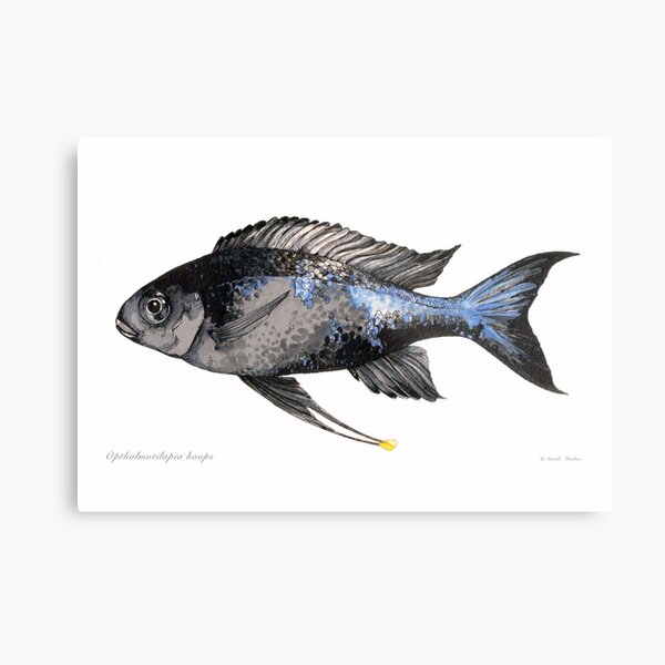 Item preview, Opthalmotilapia boops cichlid designed and sold by sarahmarkes.