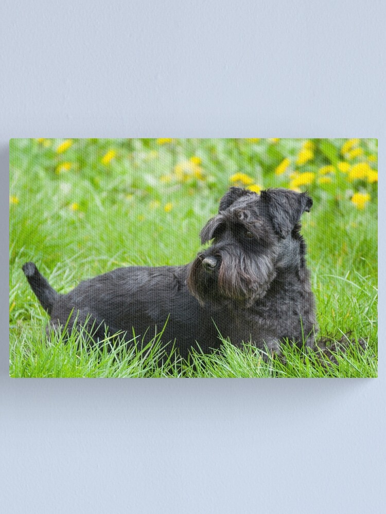 Chien Schnauzer Miniature Noir Impression Sur Toile