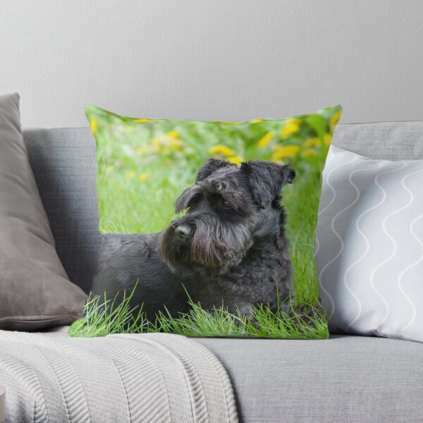 Black Miniature Schnauzer Dog